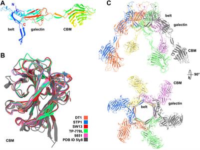 A structural discovery journey of streptococcal phages adhesion devices by AlphaFold2